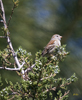 Field Sparrow